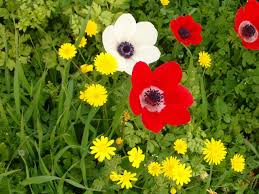 النباتات البرية في فلسطين by amani - Ourboox.com