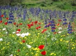 النباتات البرية في فلسطين by doua hamdan - Ourboox.com