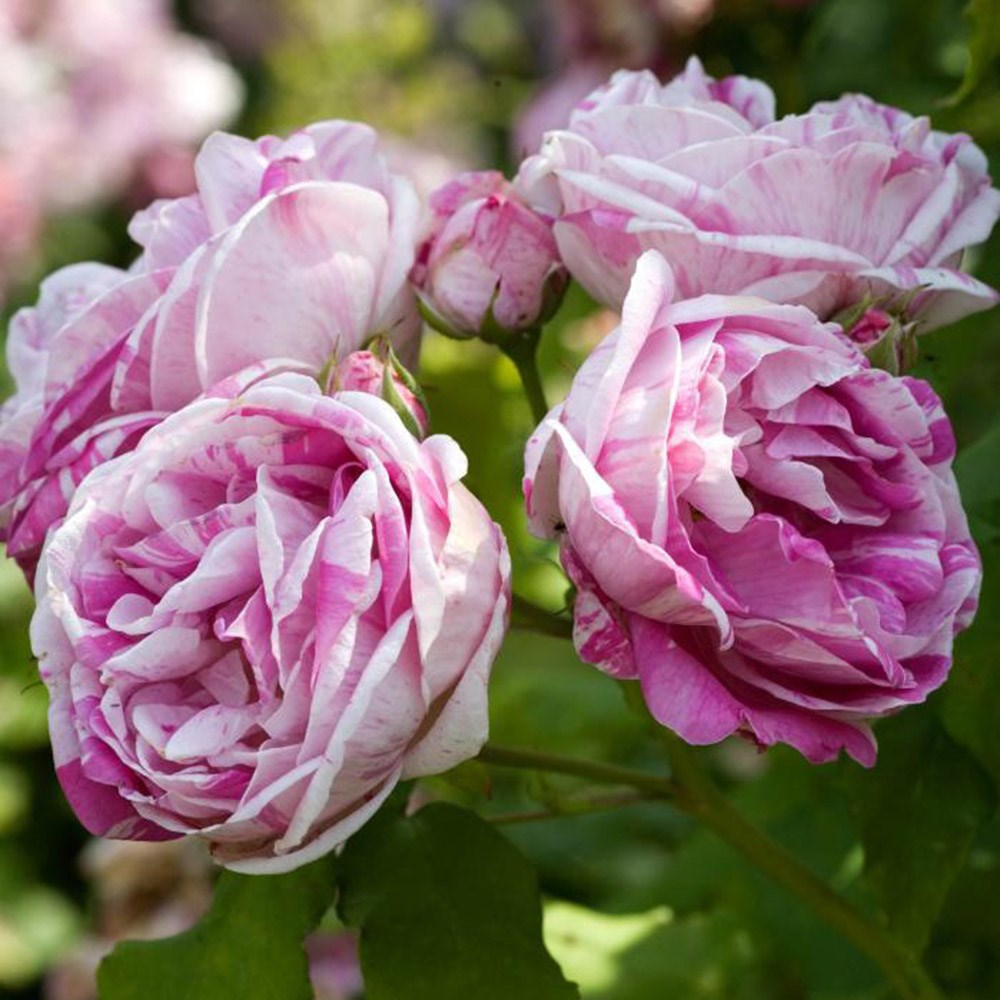 النباتات البريه by masarnokad - Ourboox.com