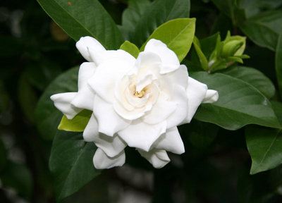 النباتات البرية في فلسطين by saraabusbeah - Ourboox.com