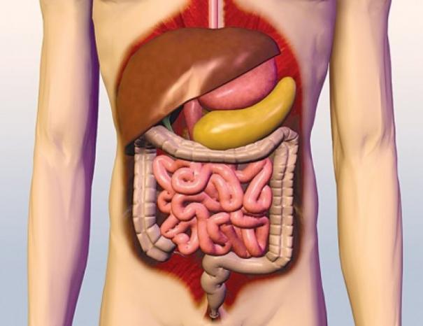 الجهاز الهضمي by ayaalhammouri - Ourboox.com