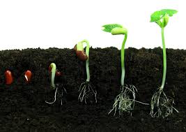 How a Seed becomes a Plant by Sheridan Holcomb - Illustrated by Sheridan Holcomb - Ourboox.com