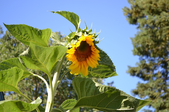 How a Seed becomes a Plant by Sheridan Holcomb - Illustrated by Sheridan Holcomb - Ourboox.com