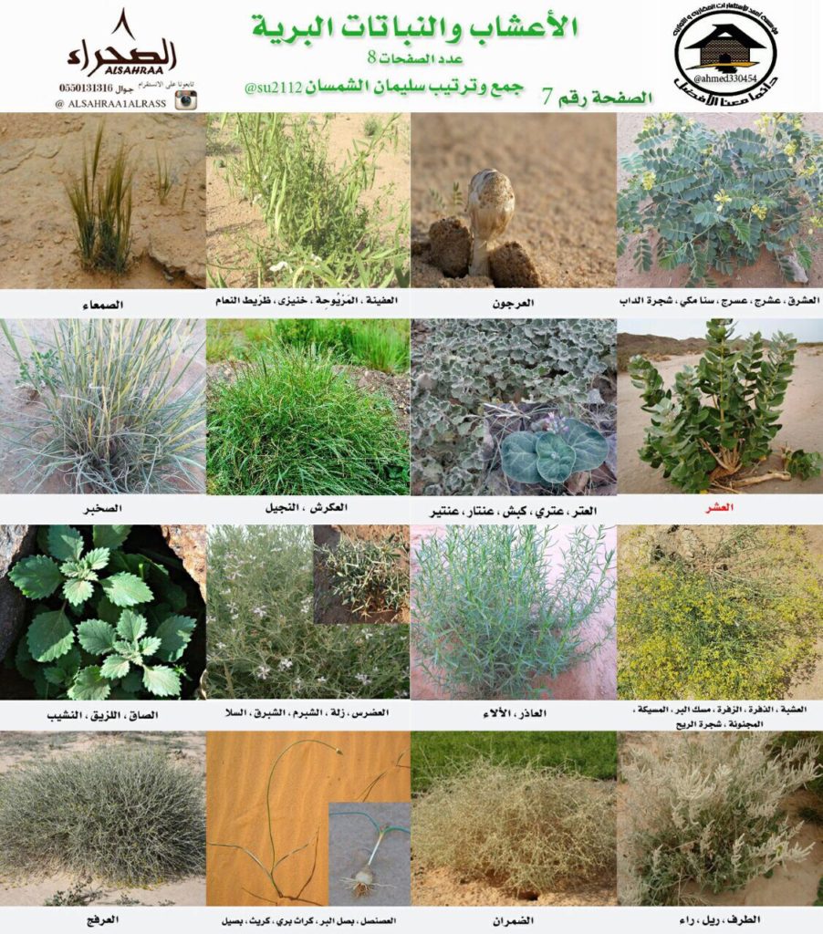 النباتات البرية by amani - Ourboox.com