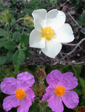 النباتات البرية في فلسطين by dania - Ourboox.com