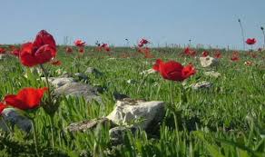 النباتات البريه في فلسطين by deema - Ourboox.com