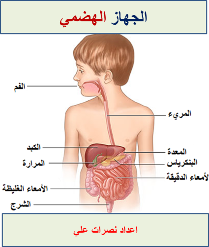 الجهاز الهضمي by amani - Ourboox.com