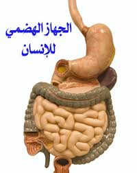 الجهاز الهضمي by Shahd Asileh - Ourboox.com