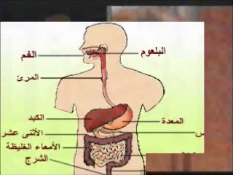 الجهاز الهضمي by talalfarhat - Ourboox.com