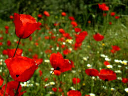 النباتات البرية في فلسطين by batool tahhan - Ourboox.com