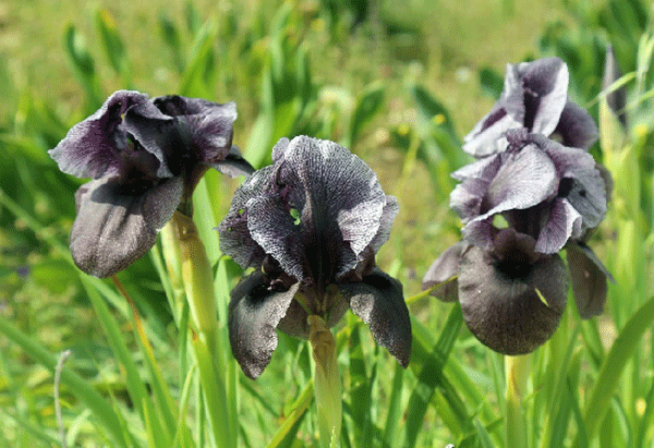 النباتات البرية في فلسطين by batool tahhan - Ourboox.com