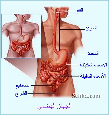الجهاز الهضمي by masarnokad - Ourboox.com