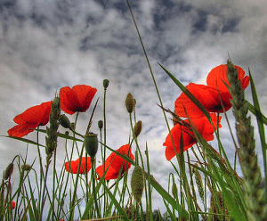 النباتات البرية في فلسطين by batool tahhan - Ourboox.com