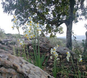 النباتات البرية في فلسطين by batool tahhan - Ourboox.com