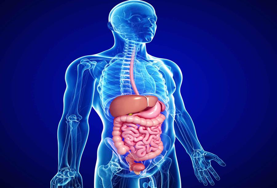 الجهاز الهضمي by fatema hammad - Ourboox.com