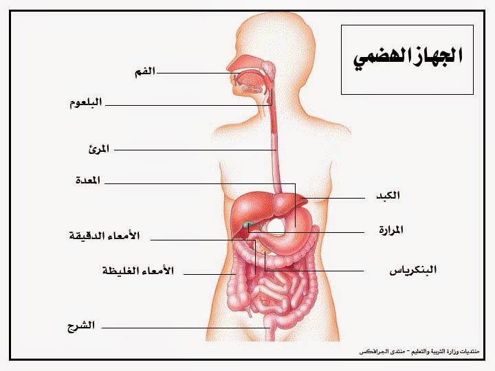 الجهاز الهضمي by raghad sharha - Ourboox.com