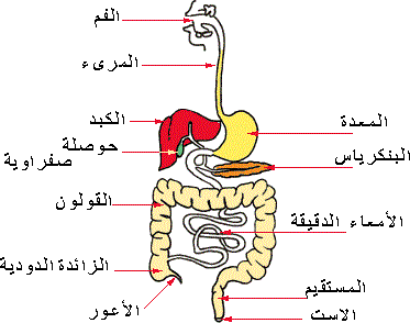 الجهازالهضمي by suad hamode - Ourboox.com