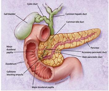 الجهاز الهضمي by fatema hammad - Ourboox.com