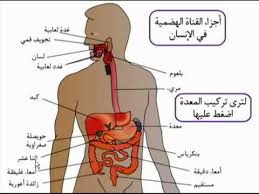 الجهاز الهضمي by shahed Ruwide - Ourboox.com