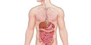 الجهاز الهضمي by shahd ar - Ourboox.com