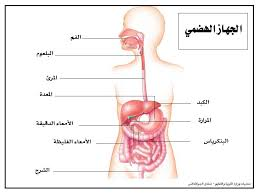 الجهاز الهضمي