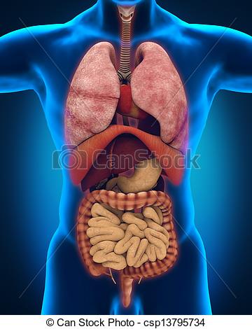 الجهاز الهضمي by Ghadeer Zahayka - Ourboox.com