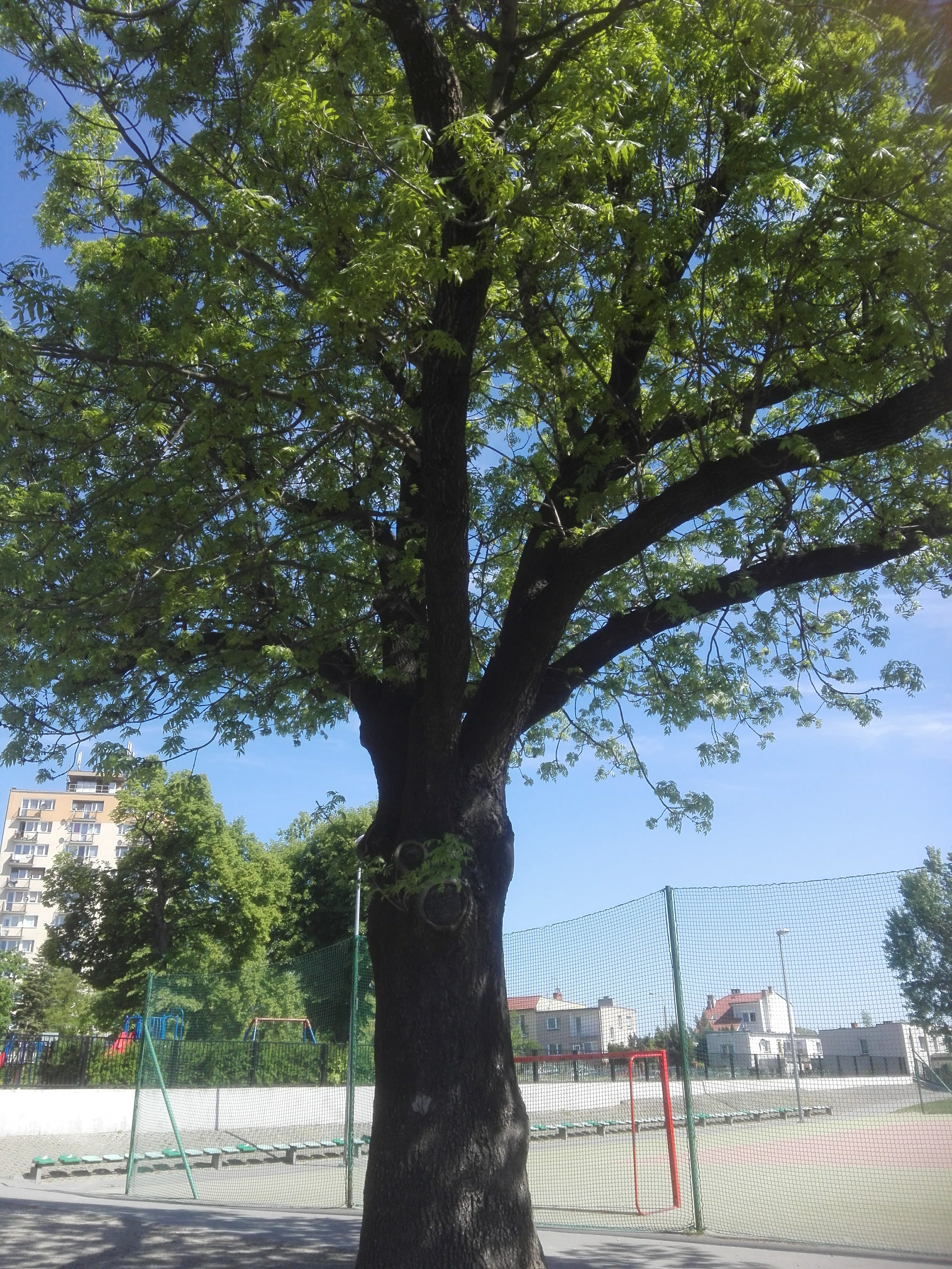 Był sobie jesion by Gosia Reszko - Ourboox.com