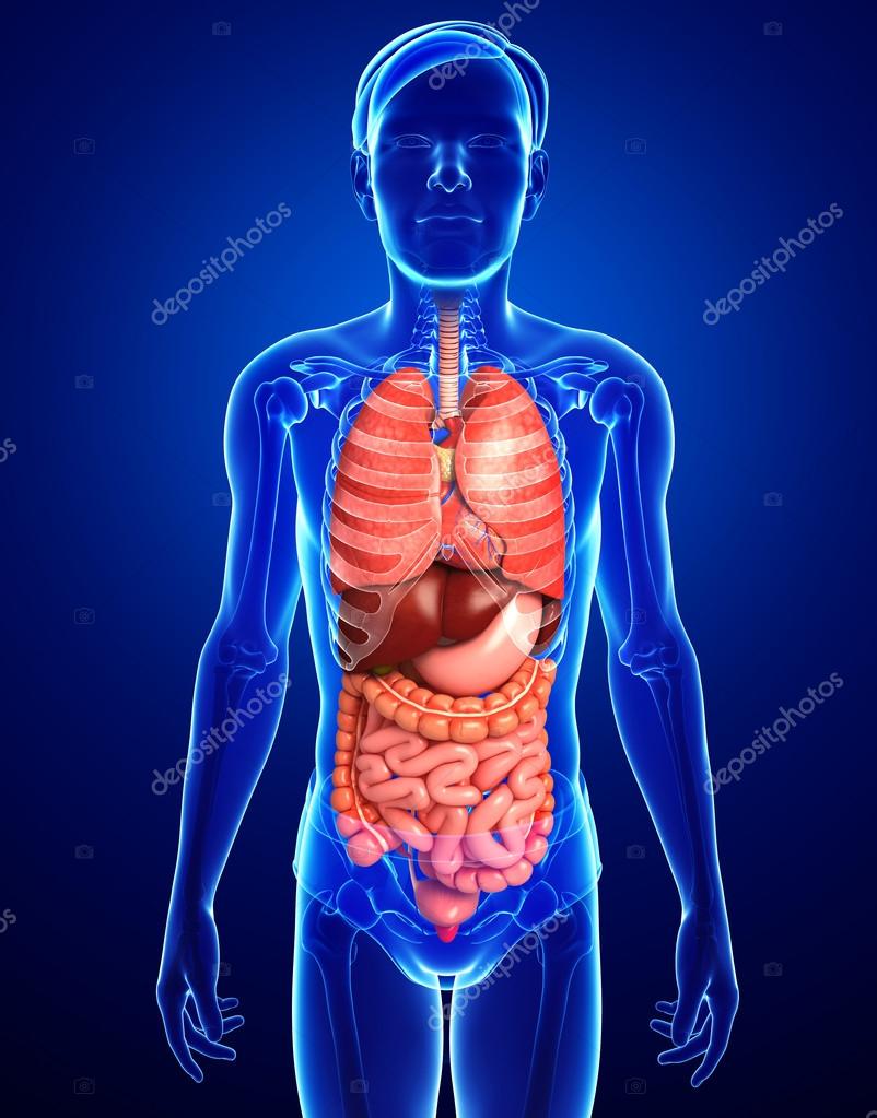 الجهاز الهضمي by rabiha - Ourboox.com