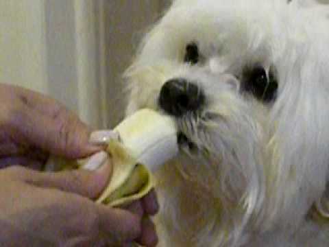 הכלבה שלי, לוסי. by Kareen Tal - Ourboox.com