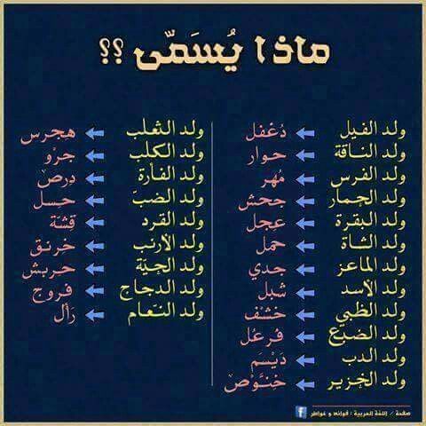 قانون القومية لن نسمح لك!!! كن فخوراً بلغتك العربية by طلاب مدرسة ابن رشد التكنولوجية - Illustrated by مقدم من : طلاب مدرسة ابن رشد التكنولوجية, فهمي هنبوزي , احمد عثمان, محمود عثمان ,حسن خلايلة - Ourboox.com