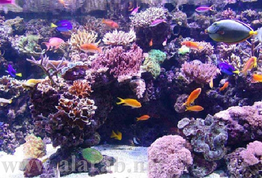 coral by jana shwiky - Illustrated by jana shwiky - Ourboox.com