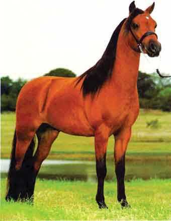 הסוסה שחלמה להיות חד קרן by lev hamoshava - Illustrated by מיכאלה מיכאלי - Ourboox.com