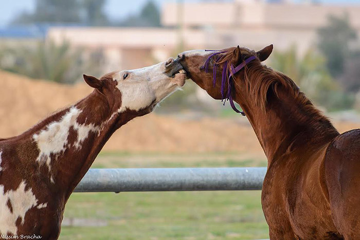 הסוסה שחלמה להיות חד קרן by lev hamoshava - Illustrated by מיכאלה מיכאלי - Ourboox.com
