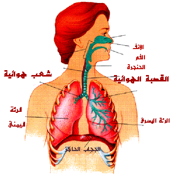 الجهاز التنفسي by nagham ana - Ourboox.com