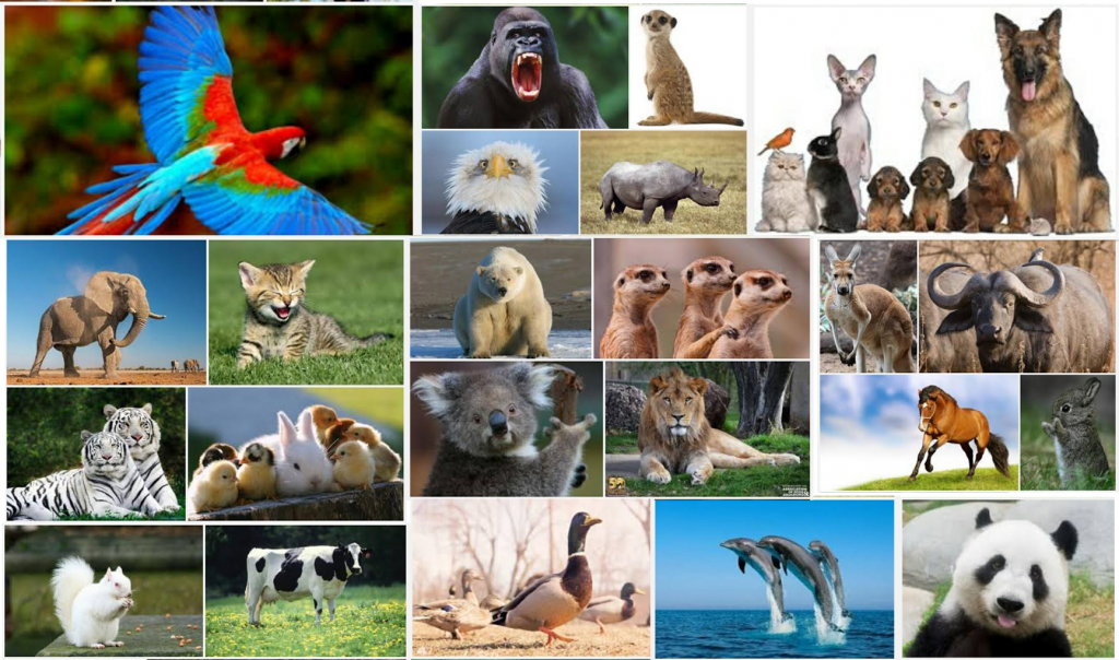 The Cute Animals by:Shira Even Haim by Noam Banot Pisgat Zeev - Illustrated by shira Even Haim - Ourboox.com