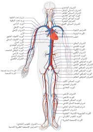 الجهاز الدوران by fatoomferawi - Ourboox.com