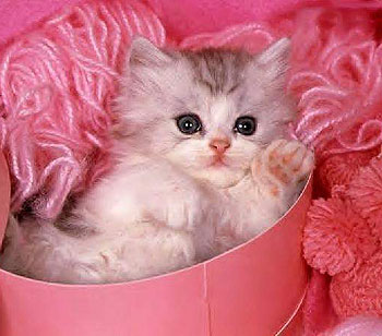 המתנה by רוניאל - Ourboox.com