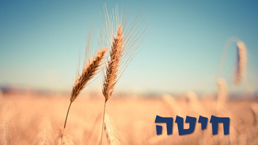 שבעת המינים by shuli tarab - Illustrated by שולי טרב - Ourboox.com