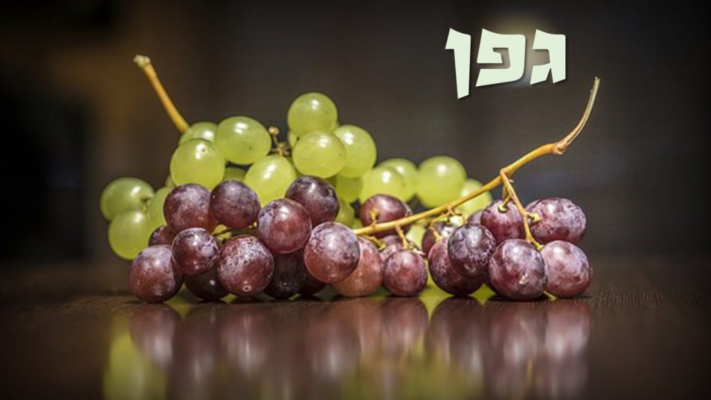 שבעת המינים by shuli tarab - Illustrated by שולי טרב - Ourboox.com