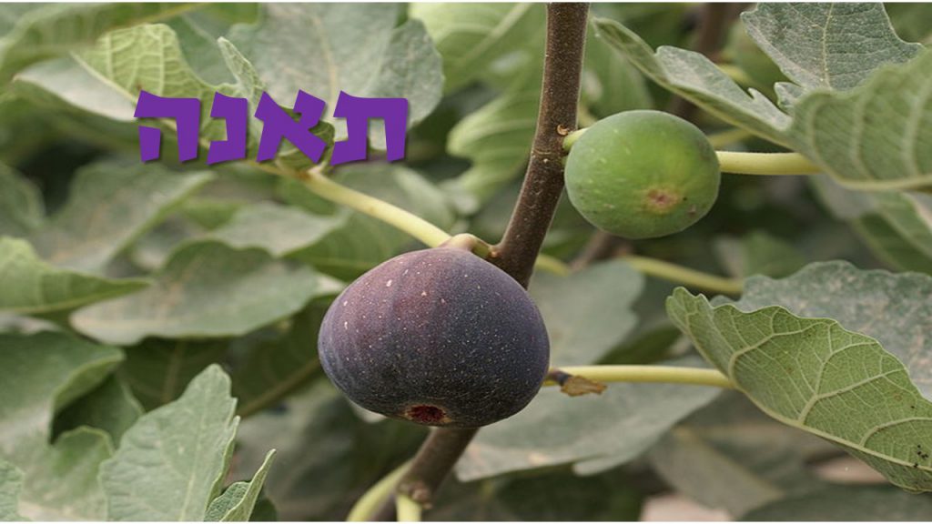 שבעת המינים by shuli tarab - Illustrated by שולי טרב - Ourboox.com