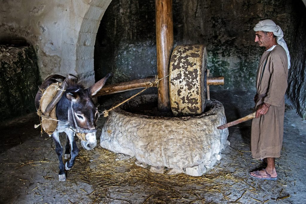 עצת החמור by ateret moldovan - Illustrated by עורך שלמה אבס - Ourboox.com