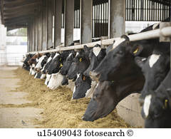 עצת החמור by ateret moldovan - Illustrated by עורך שלמה אבס - Ourboox.com