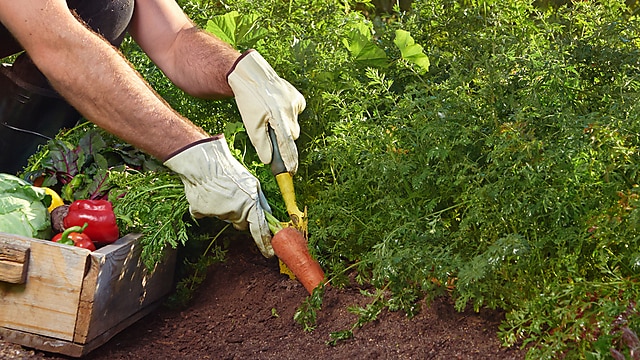 הגינה של סבא by ayelets - Illustrated by מלכה פדרו - Ourboox.com