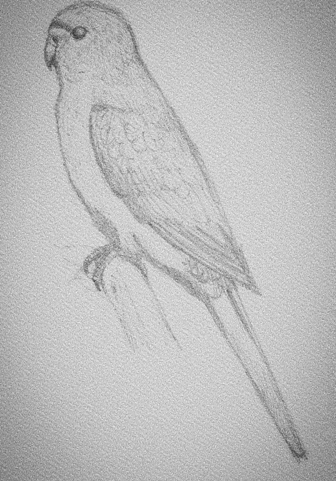 היומן של יאנקו by lian zohar - Illustrated by ליאן זוהר - Ourboox.com