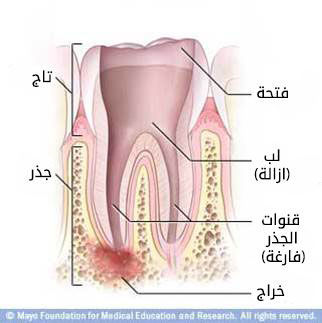 مبنى الاسنان by rawanmwasi - Ourboox.com