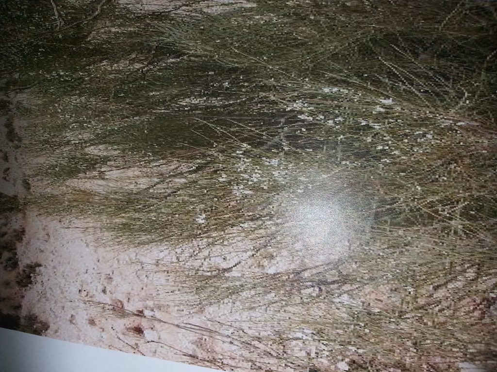 מפגש ה’ ואליהו by merav cohen - Illustrated by שרה עופר, הדר ומירב - Ourboox.com