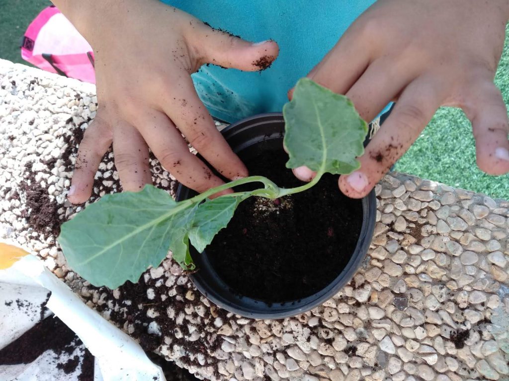 החממה – חלומות מתגשמים by ERAN DISHON - Ourboox.com