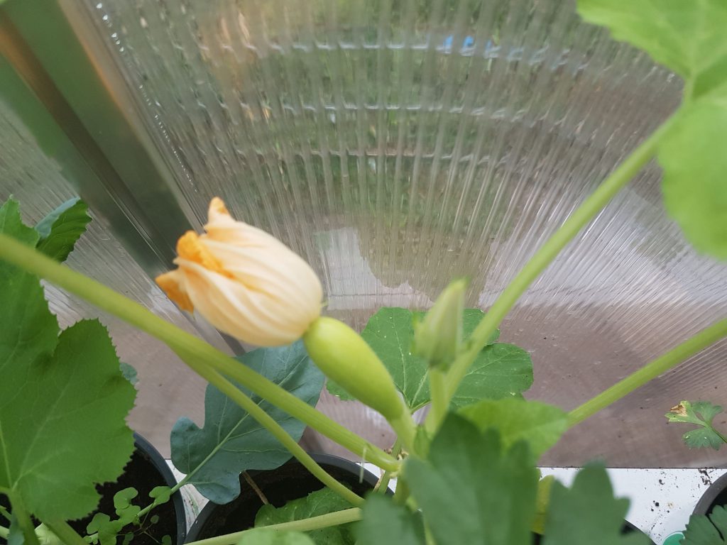 החממה – חלומות מתגשמים by ERAN DISHON - Ourboox.com