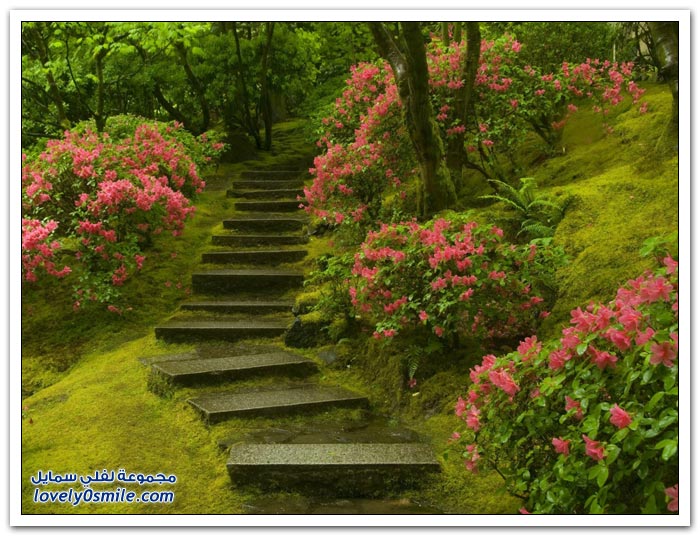 عالم الطبيعة by nawzat shayeb - Illustrated by نوزت شايب - Ourboox.com