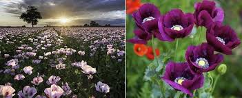 عالم الطبيعة by nawzat shayeb - Illustrated by نوزت شايب - Ourboox.com